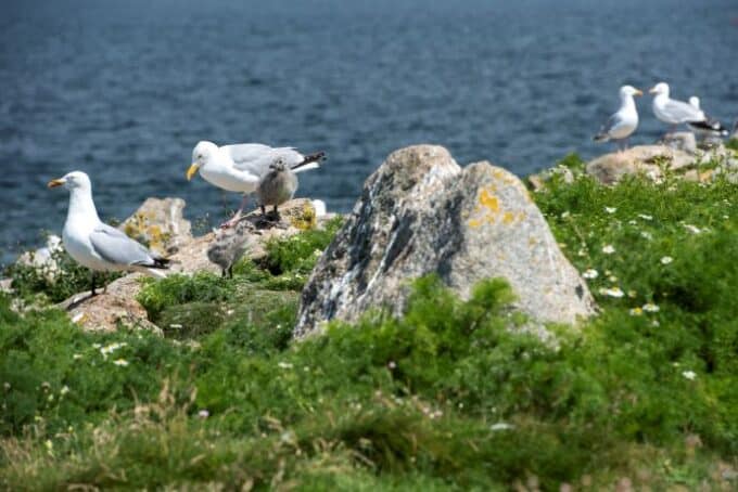 Gulls on Île Vierge
